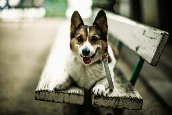 Un chien souriant sur un banc se trouve