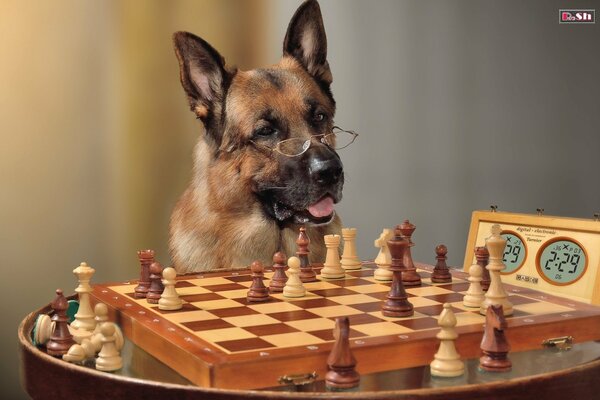 Der klügste Hund der Welt