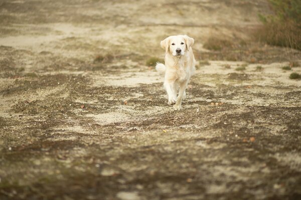 A friendly Labrador runs after him