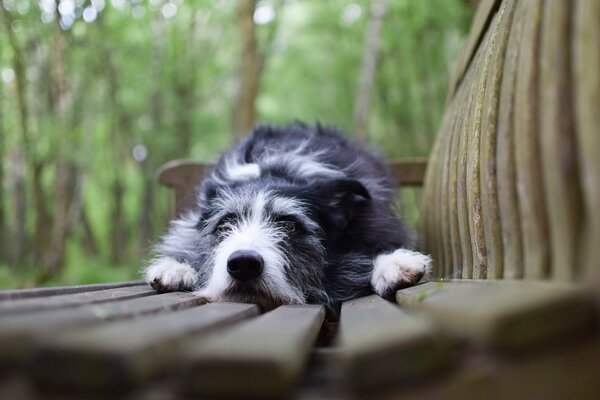The dog is lying on a park bench