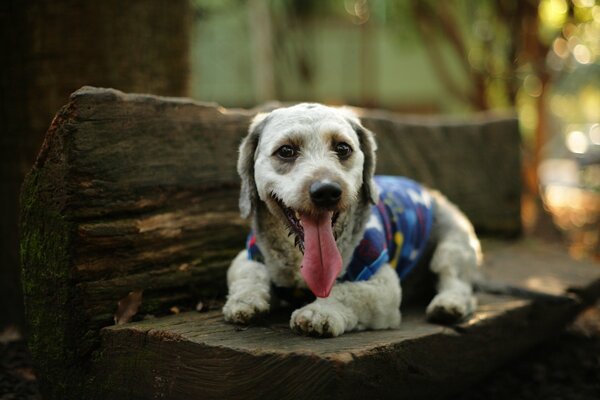 The dog is lying on the bench and resting