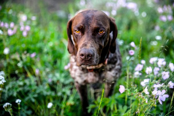 Best friend against the background of a summer day