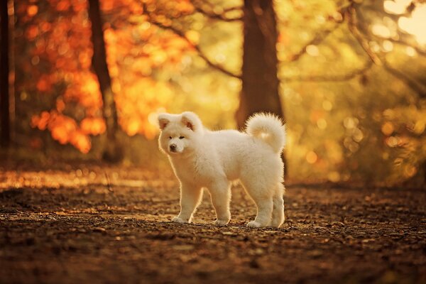Bianco cagnolino a piedi nella foresta d autunno