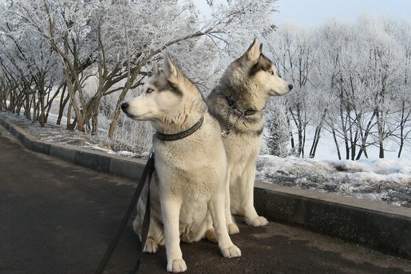Two husky dogs on a walk