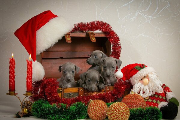 Chiots avec des guirlandes pour le nouvel an