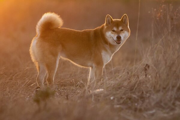 Chien sur topinka regarde