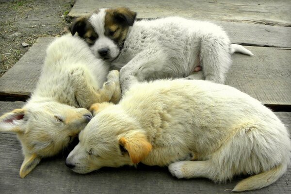 Three puppies sleeping on the path