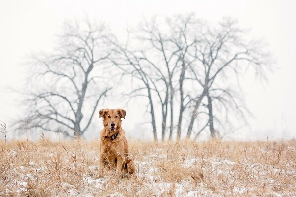 Photo d un Retriever dans la forêt d Hiver