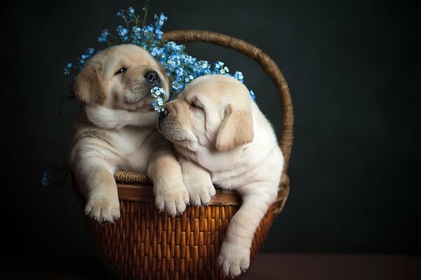 Deux chiots dans un panier de fleurs