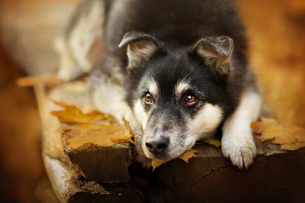 Sabaka in autumn on a bench in leaves