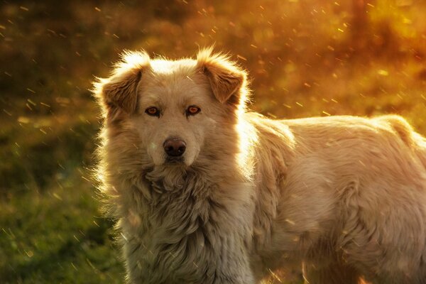 Cane fedele sullo sfondo dell erba