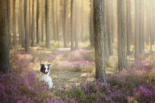 Paesaggio forestale con fiori e cane