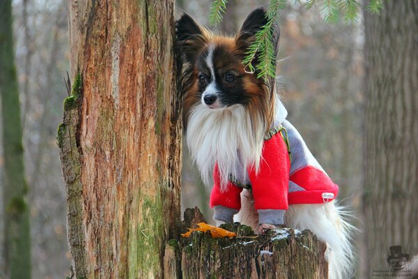Petite cutie en costume
