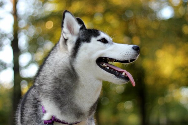 Happy smile of a furry friend