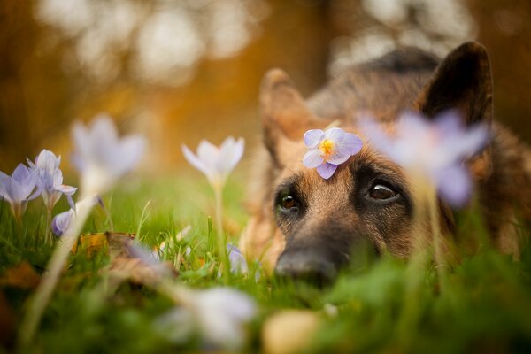 The dog is lying on the grass with flowers