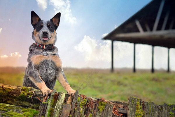 Perro en la valla en el patio en un día de verano