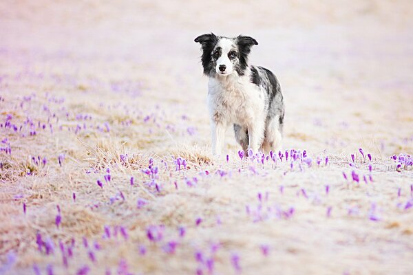 Il cane è solo tra i crochi Viola in fiore