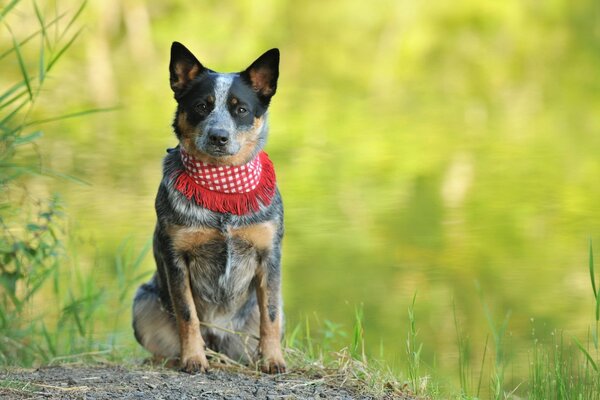 Chien assis dans la Prairie en bandana