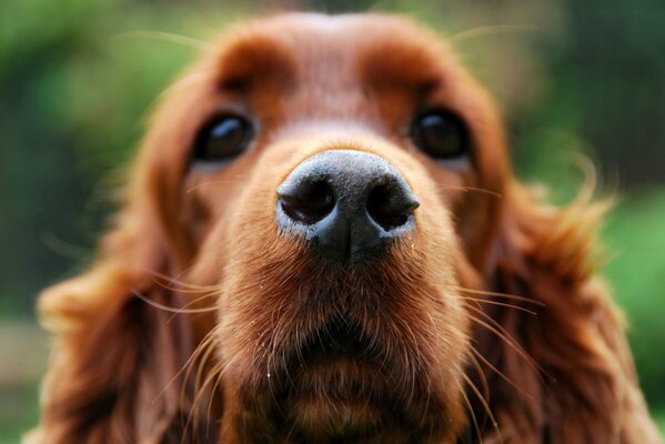 Cocker Spaniel muzzle macro