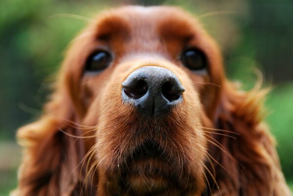 Cocker spaniel pysk makro