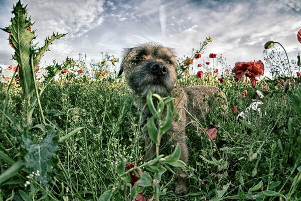 Chien dans le champ, marcher avec un animal de compagnie, chien satisfait