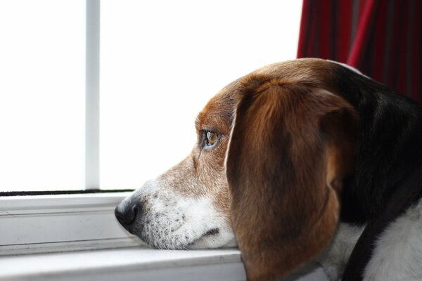 The wistful look of a best friend