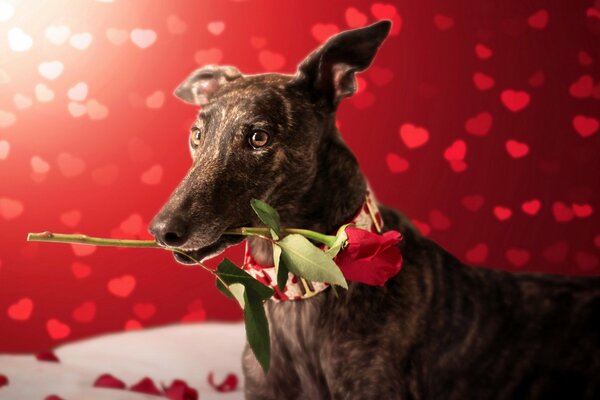 Dog gives a rose for his birthday