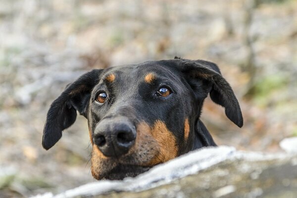 Cane con uno sguardo amorevole