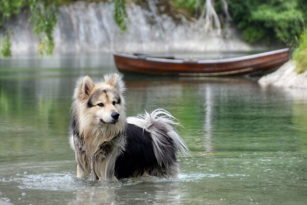 The dog looks standing in the water