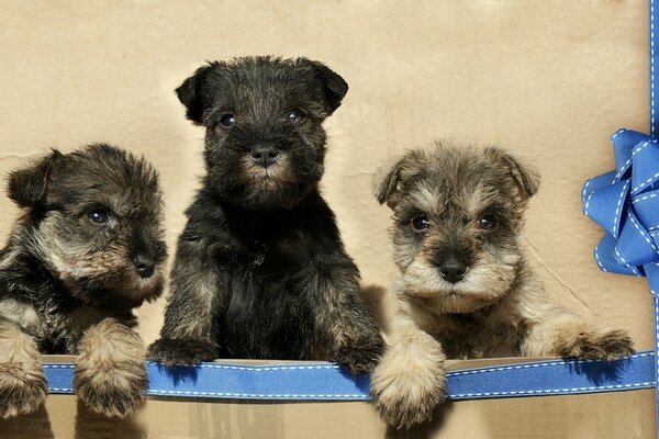 Ein Trio von Welpen auf einer Schachtel mit Bändern
