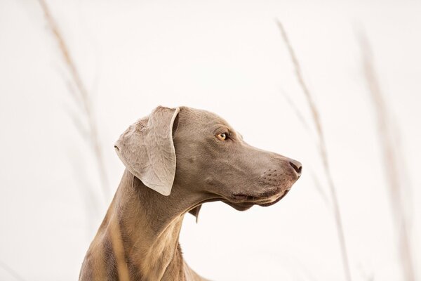 Jagdhund schaut in die Ferne