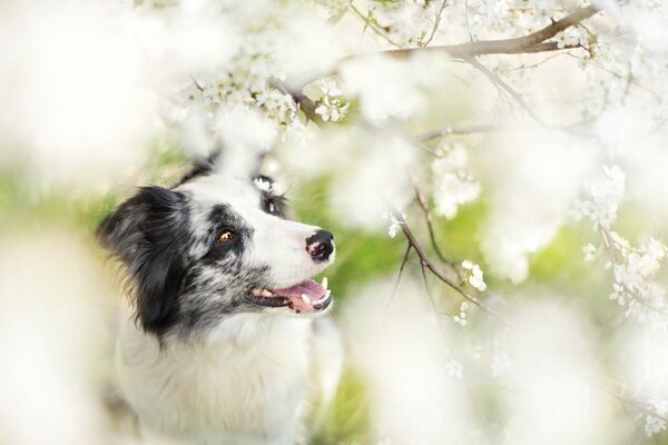 Chien avec un beau regard dans un pommier en fleur