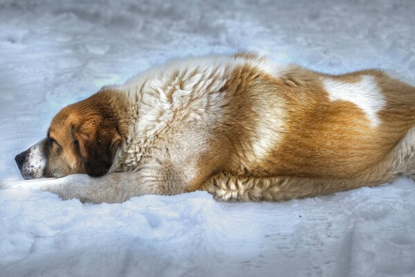 The dog is lying in the snow in the field