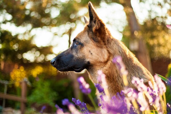 Trauriger Hund in Blumen