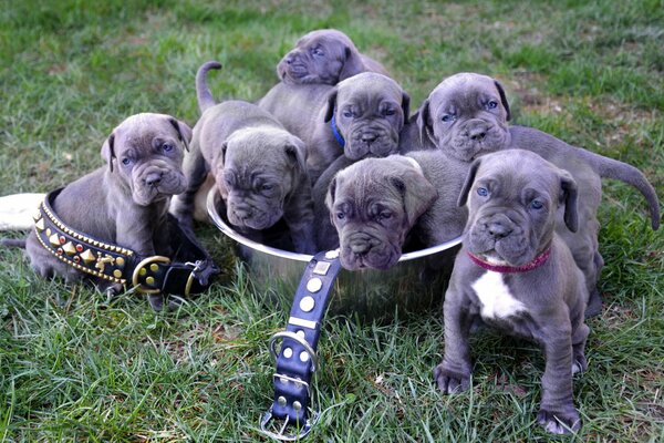 Neapolitan mastiff puppies in the pelvis