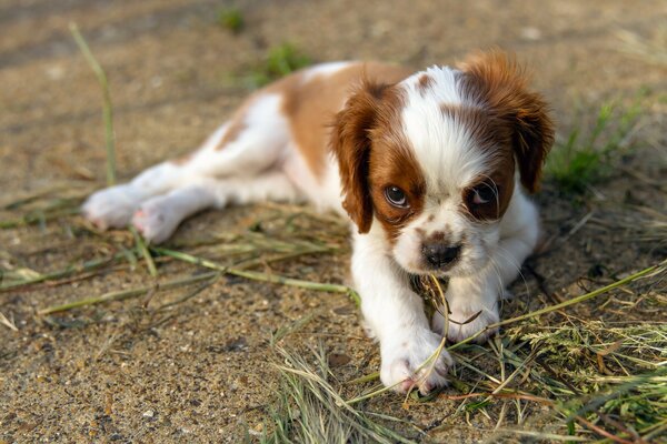 Cute little dog with a serious look