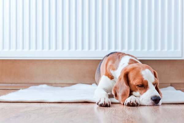 El perro que duerme Dulcemente en la alfombra