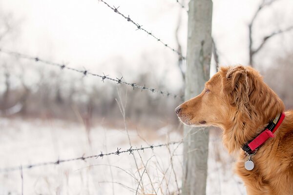 Ein Hund steht im Winter am Zaun