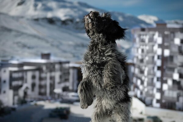 Snow dog photo , city
