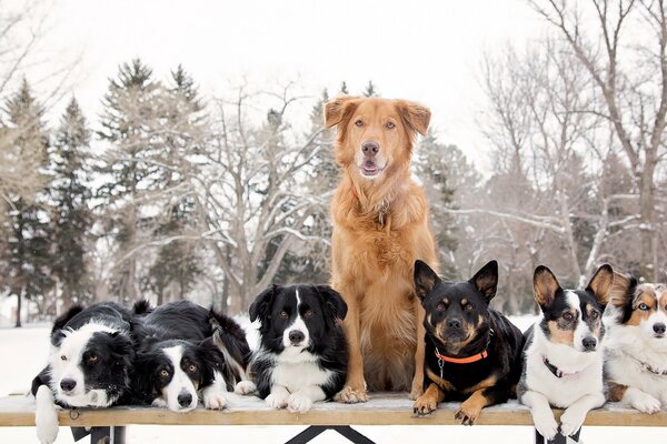 Un sacco di cani su uno sfondo invernale