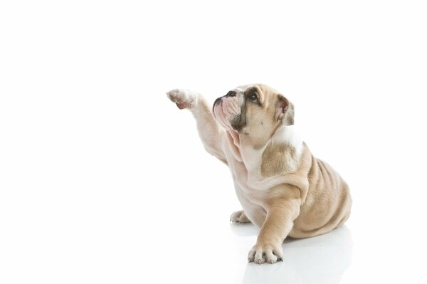 An English bulldog puppy on a white background