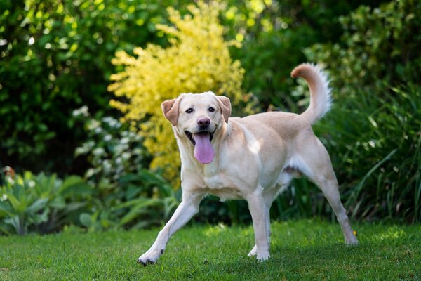 Cane gioioso che corre sull erba verde