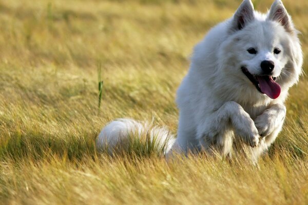 Un perro corriendo a una reunión en el campo