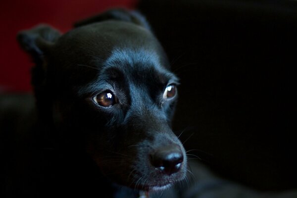 Chiot costume noir quelque part regarde tristement