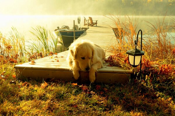 The dog is lying on the bridge against the background of the river