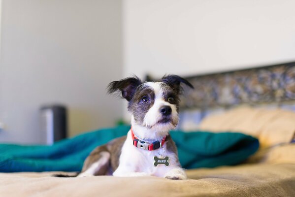 Il cane divertente si trova sul letto in un collare con un osso