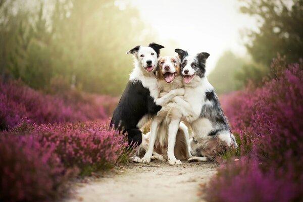 Foto amichevole di mobak, a colori