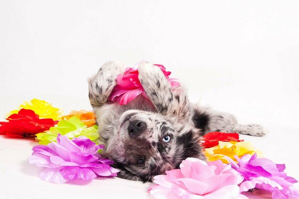 The dog is lying on his back in flowers