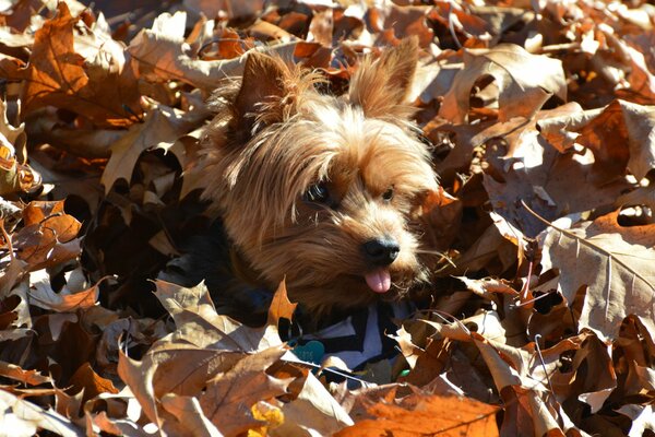 Dog and autumn leaves