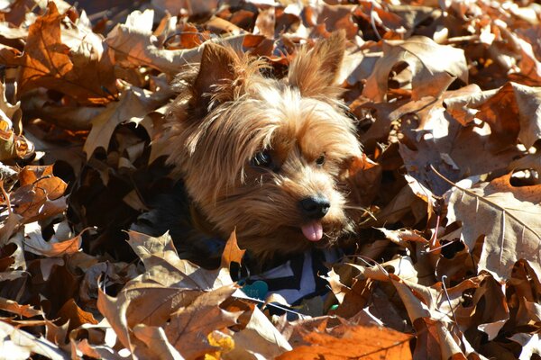Perro y hojas de otoño